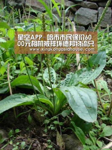 星空APP-哈市市民保价6000元相机被摔坏德邦物流只赔500(图1) 星空电竞